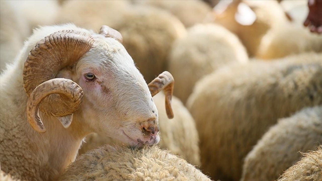 Kurbanlık fiyatları fırladı: İşte bu yıl gelen dev zam