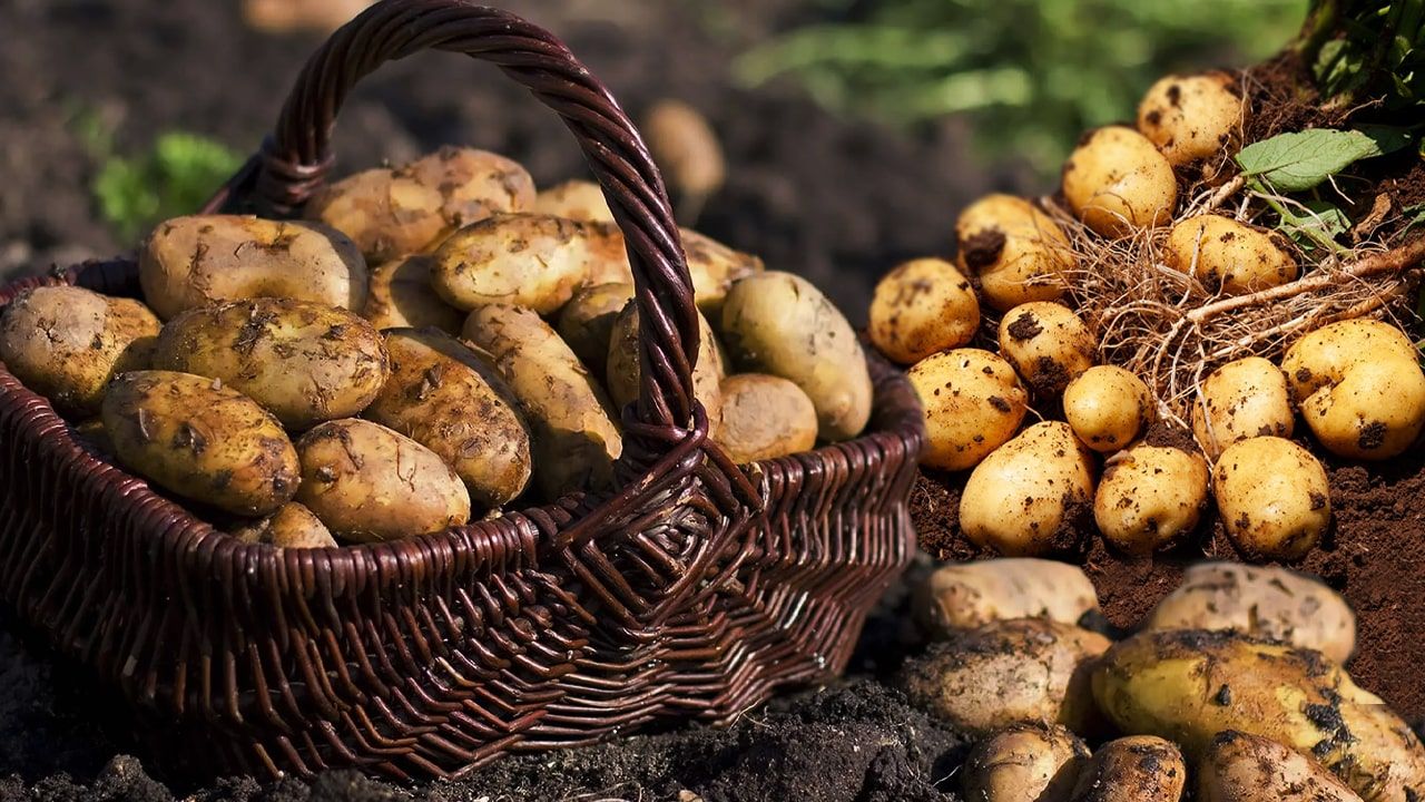 Türkiye’de Bilinen Patates Çeşitleri ve Özellikleri