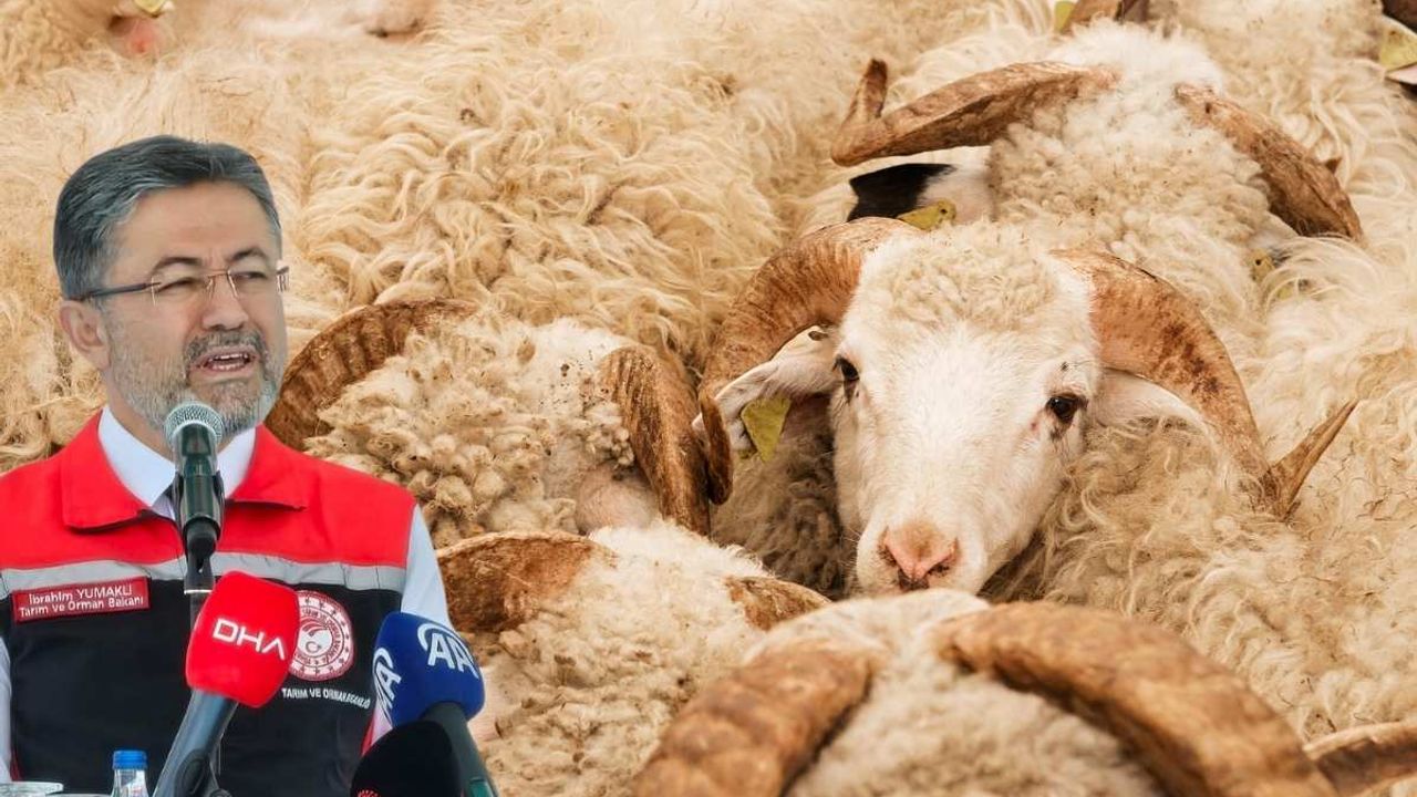 Tarım ve Orman Bakanı Kayseri’den açıkladı! Toplam kaç tane kurbanlık hayvan var?