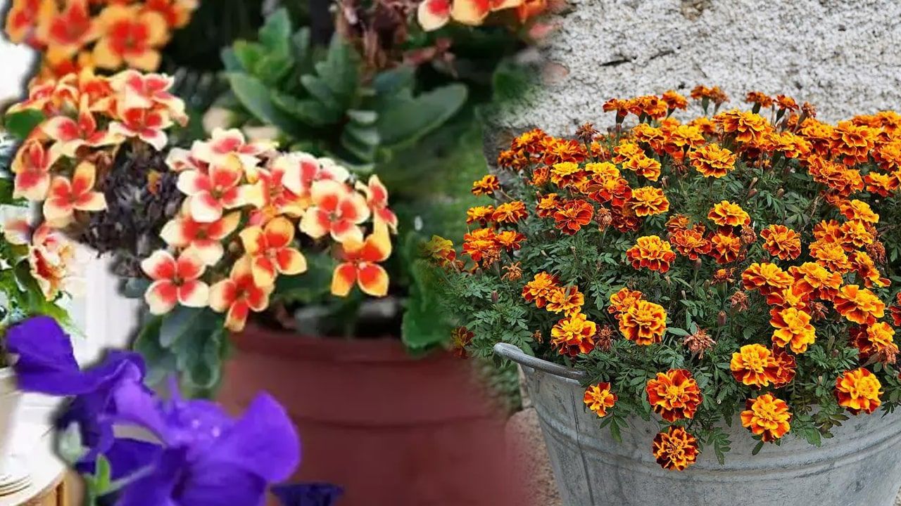 Rengarenk Yaz Bahçeleri İçin Çiçek Ekim Rehberi