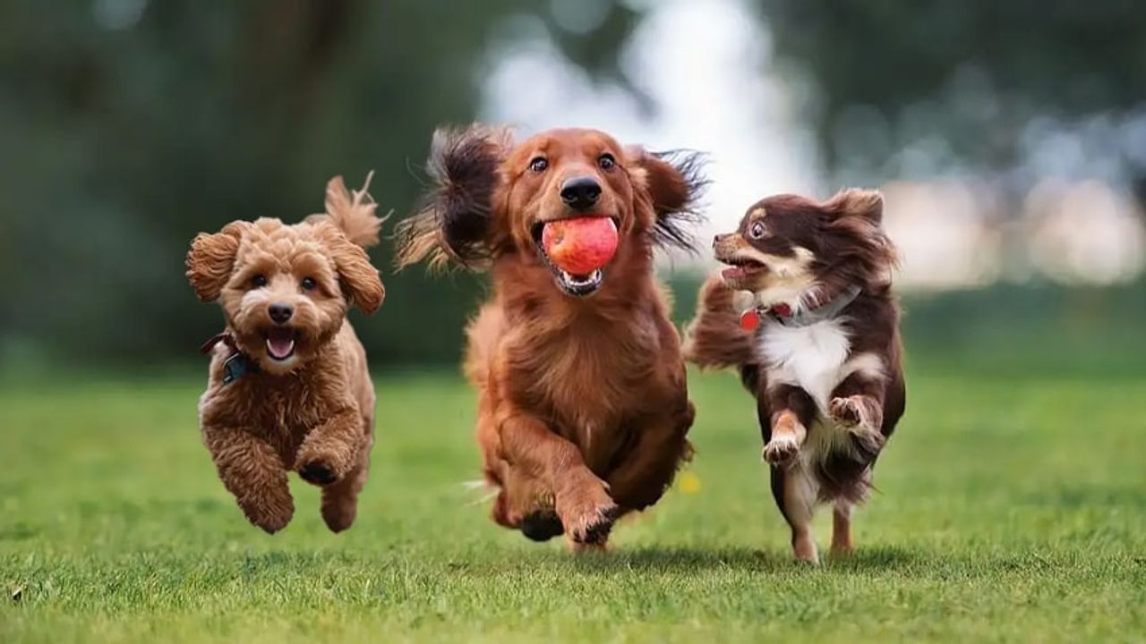 Sonsuza Dek Minik Kalan 5 Sevimli Köpek Cinsi