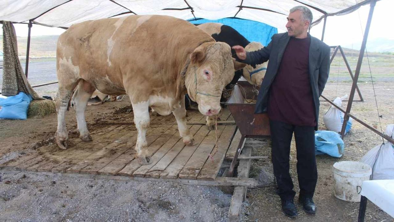 Kayseri'de 970 Kiloluk ‘Minik’ görenleri şaşırttı!