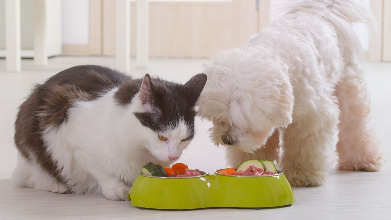Doğal ve sağlıklı: Ev yapımı kedi/köpek maması tarifleri
