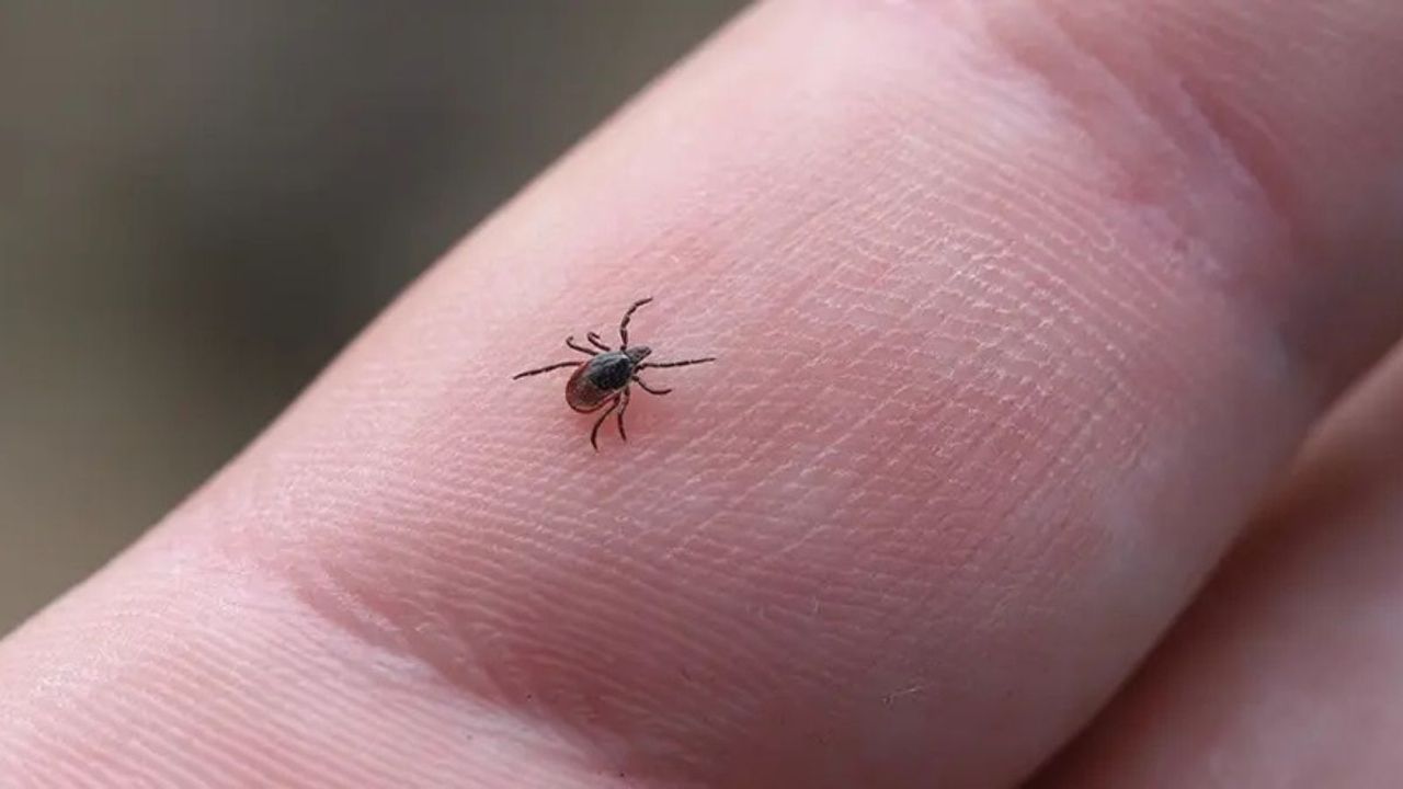 Keneden korunmanın yolları açıklandı: Bu belirtiyi görenler dikkat etsin