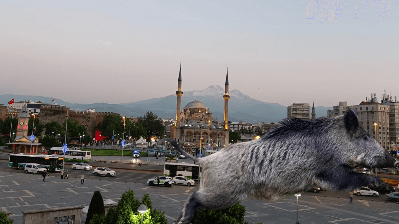 Domuzlar Kayseri'yi kuşatıyor! Neredeyse şehir merkezine inecekler!