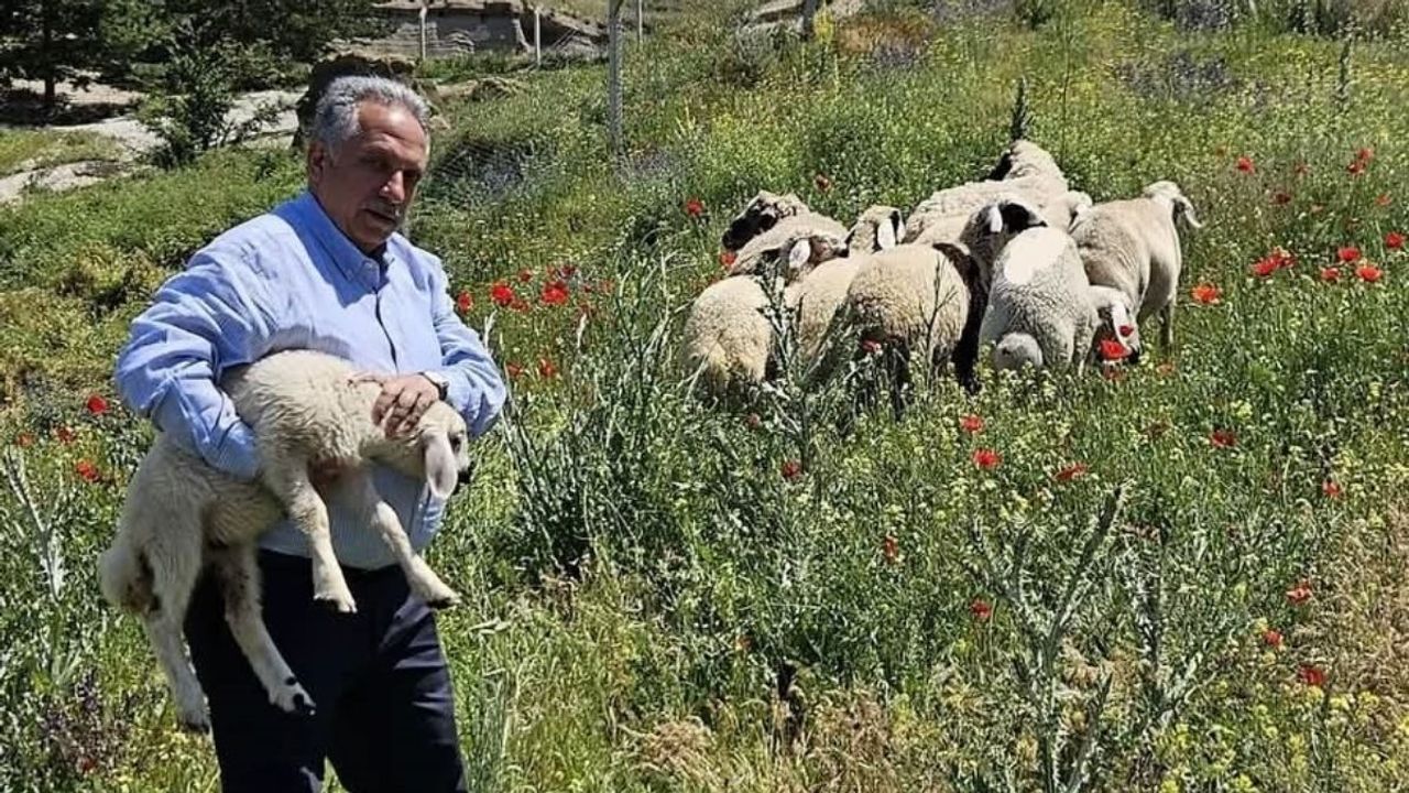 Kurban Bayramı'nda kaçan hayvanlar Talas Belediyesi'ne yakalandı!