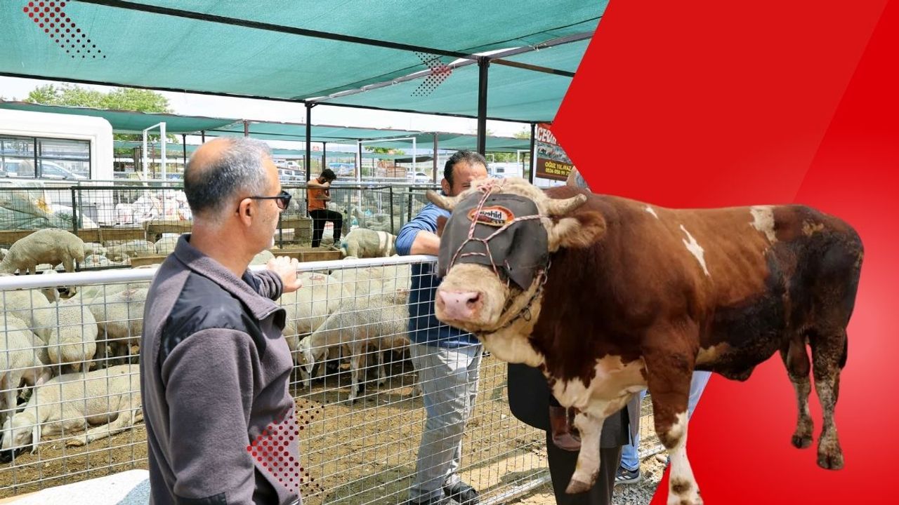 Başkan Yalçın kurban pazarında: Dev boğa alıcısını bekliyor!