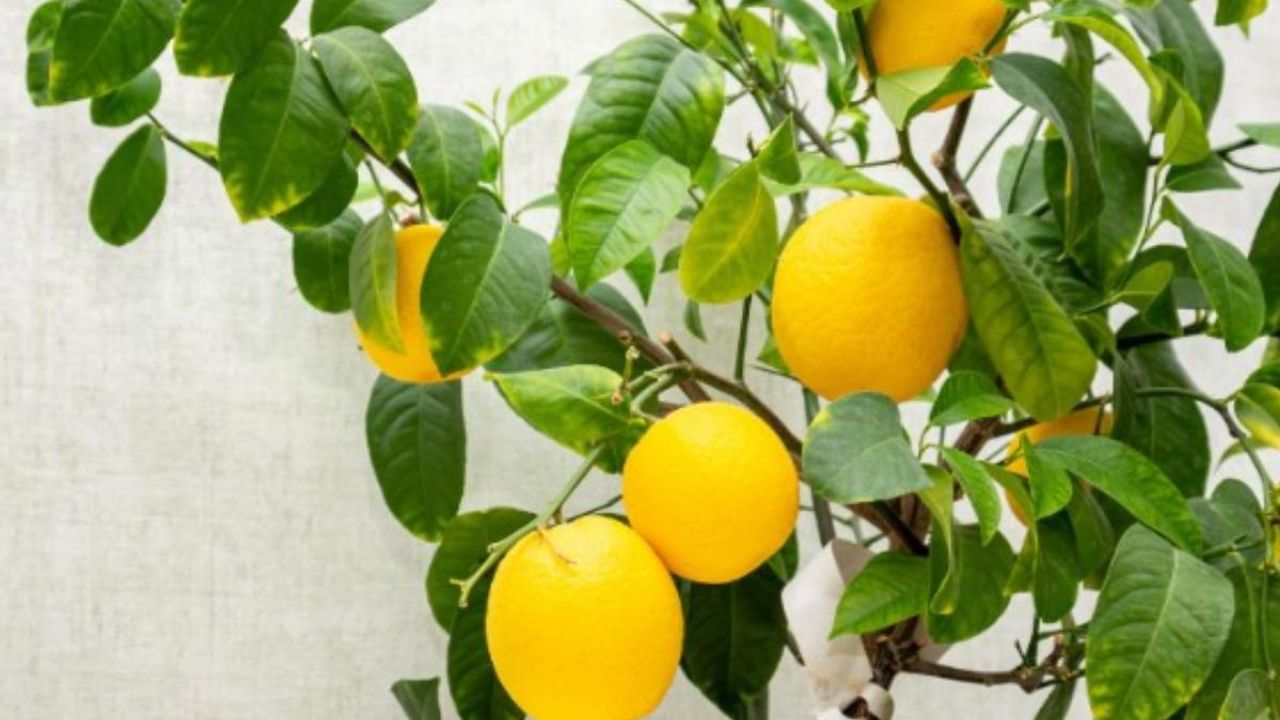 Limon çekirdeğinden ağaç Yetiştirilir mi? İşte yanıtı