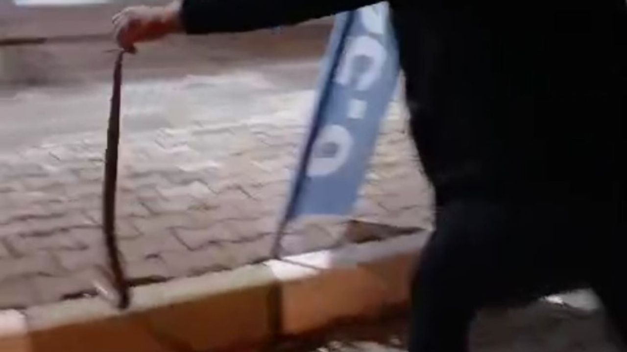 Görenler gözlerine inanamadı! 1,5 metrelik yılanı eli ile yakaladı