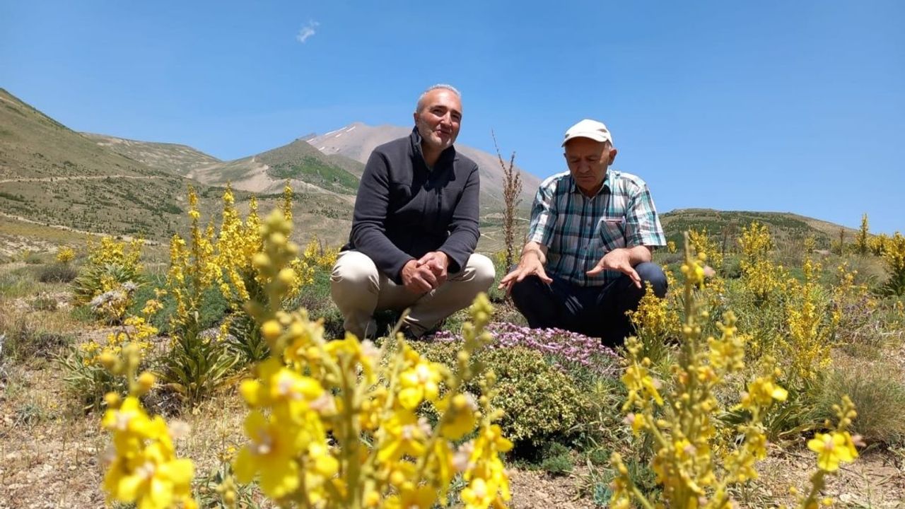 Erciyes, bu yönü ile Avrupa'yı solladı! Endemik türler dikkat çekti