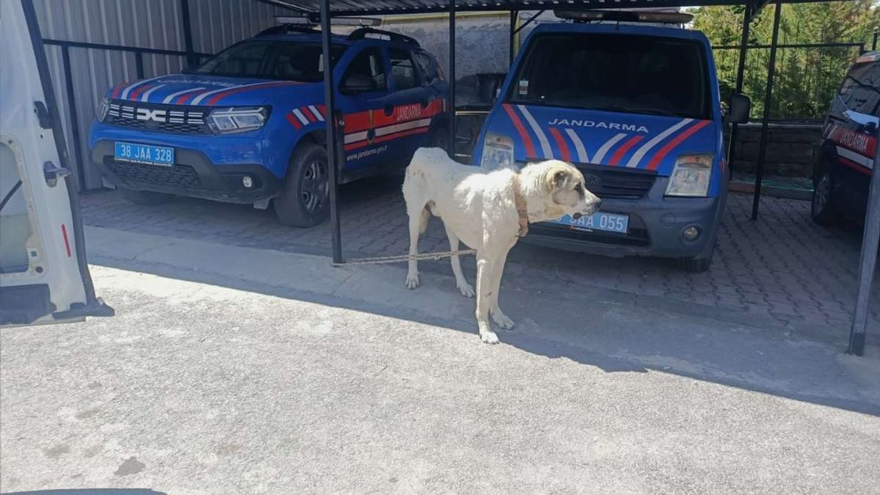 Kayseri’de köpeği bağlayarak aracını çektirdi! Sürücüye 10 bin Tl ceza