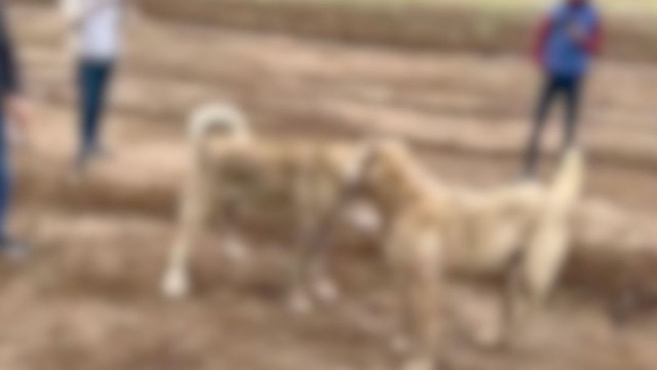 Kayseri'de köpek dövüştürenlere polis baskını: 2 Kişi yakalandı!