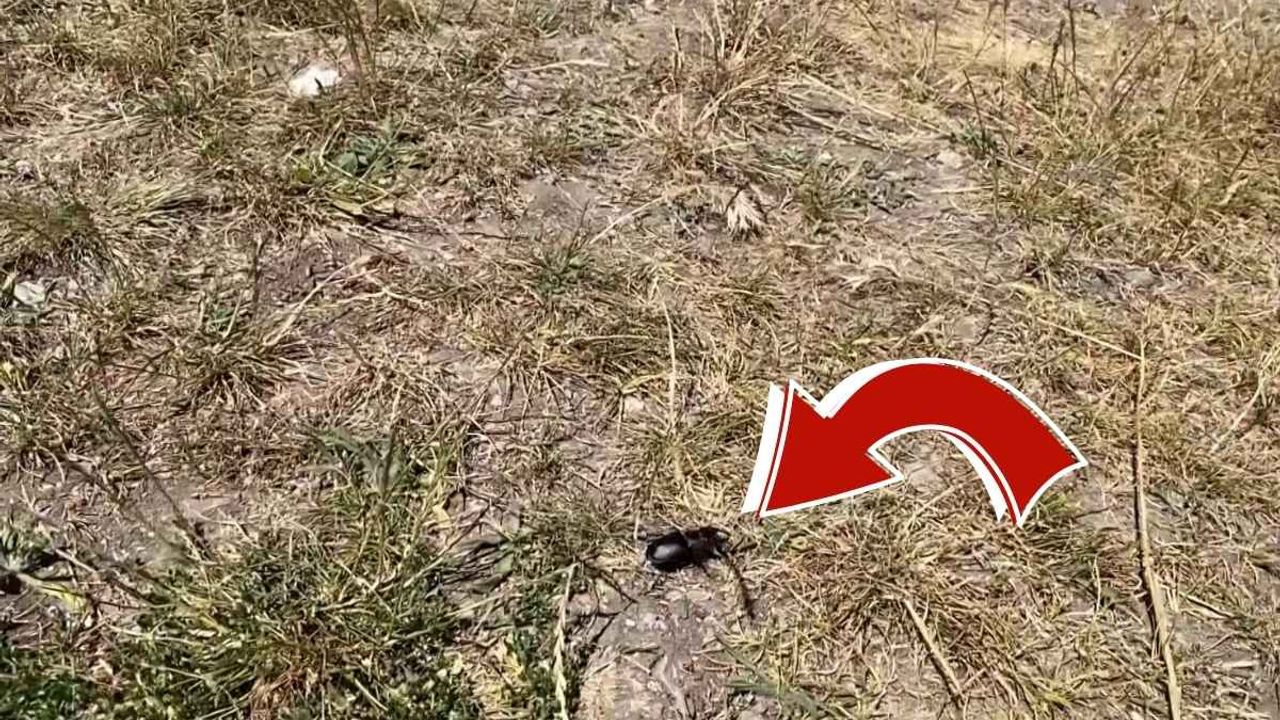 Kayseri'nin yanı başında görüldü! Bu böceği öldürmenin cezası 557 bin TL