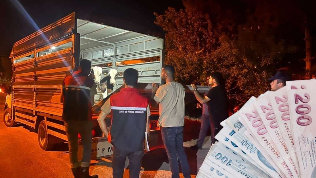 Kayseri'ye hayvan getirirken yakalandı! Tedbirlere uymayan şahsa rekor para cezası