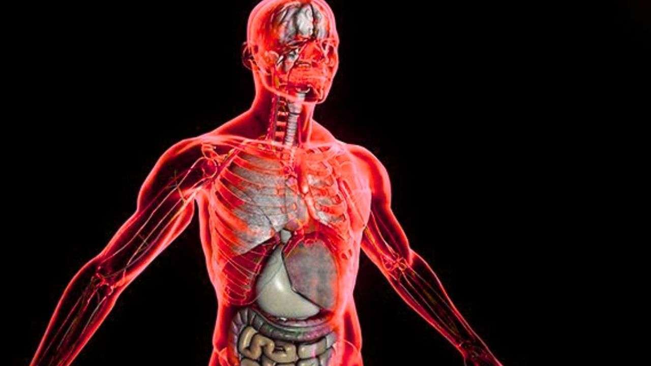 Bilim insanları yeni bir organ keşfetti! İnsan vücudu sürprizlerle doluymuş meğer…