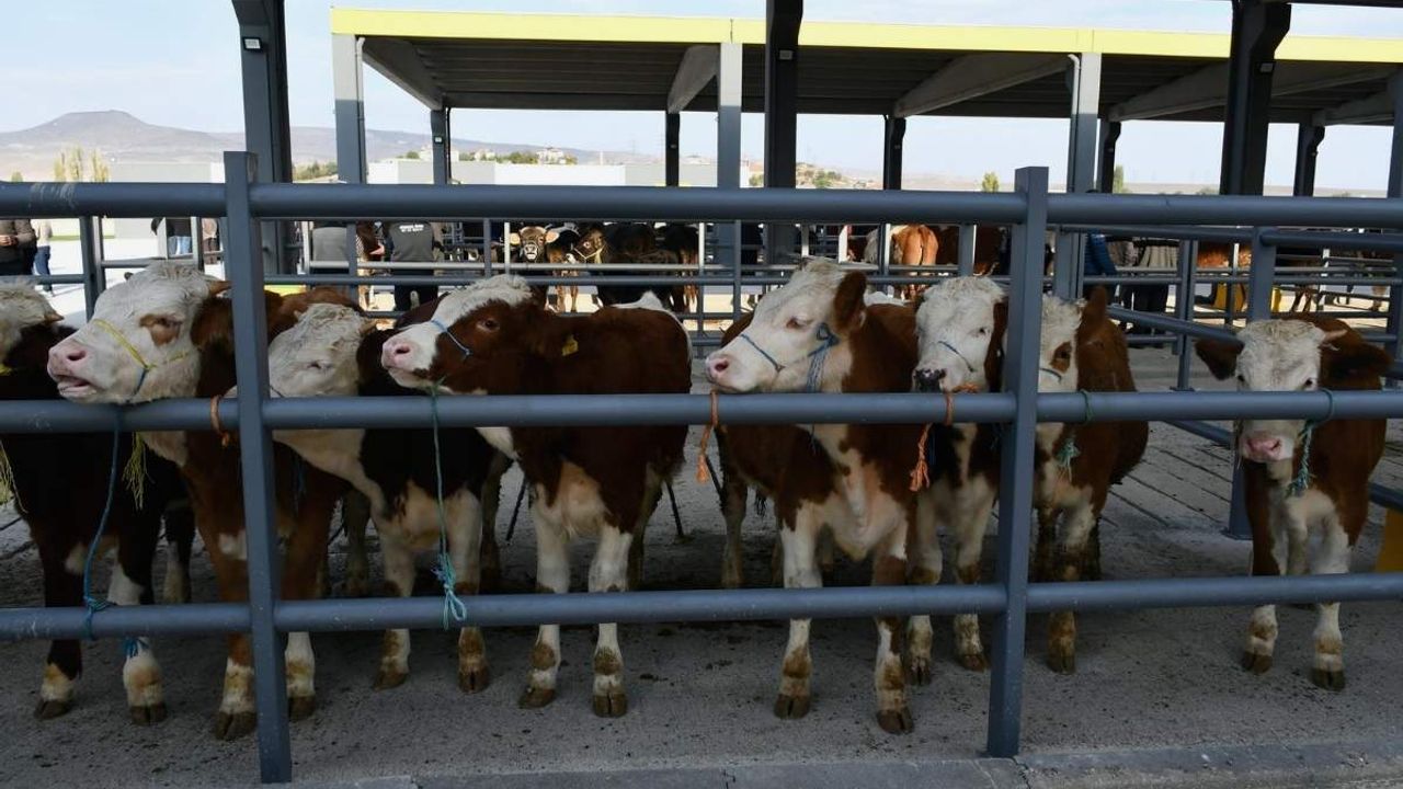 Şap hastalığı Kayseri piyasasını sarstı: Et fiyatları ve satışlar altüst oldu!