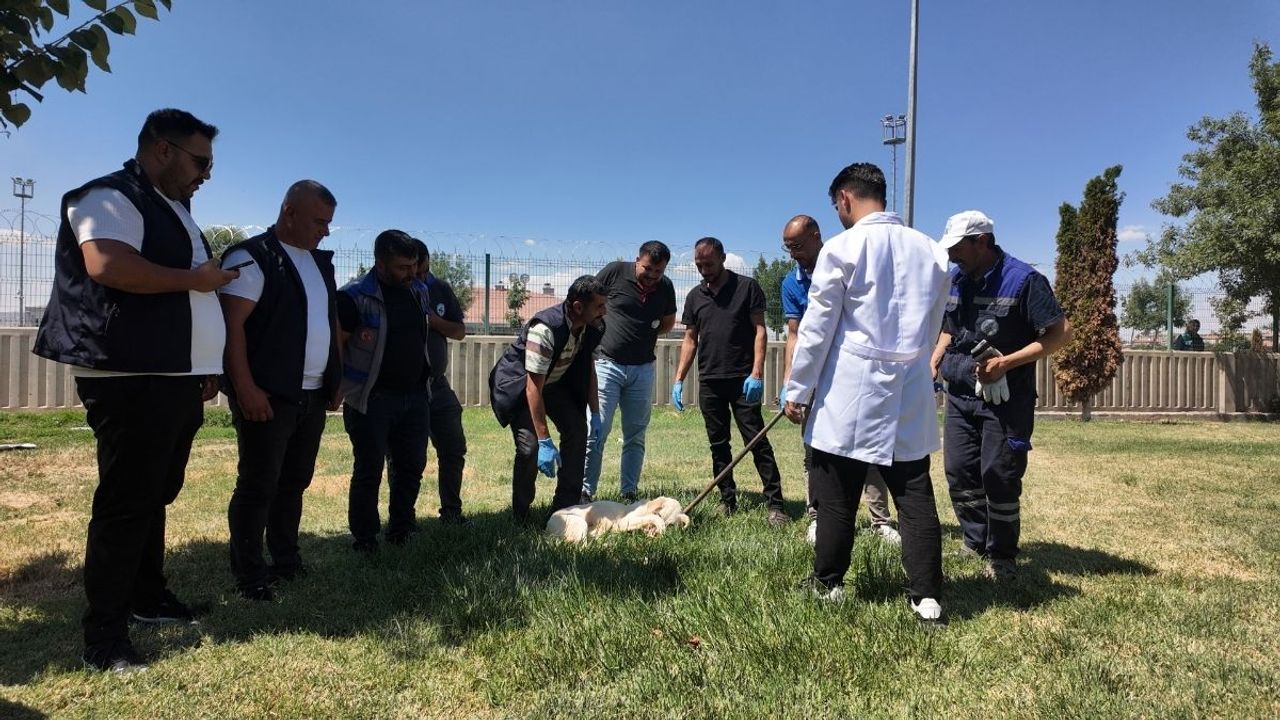 Kayseri Büyükşehir Belediyesi sokak hayvanları için harekete geçti! Bakın neler yapıldı