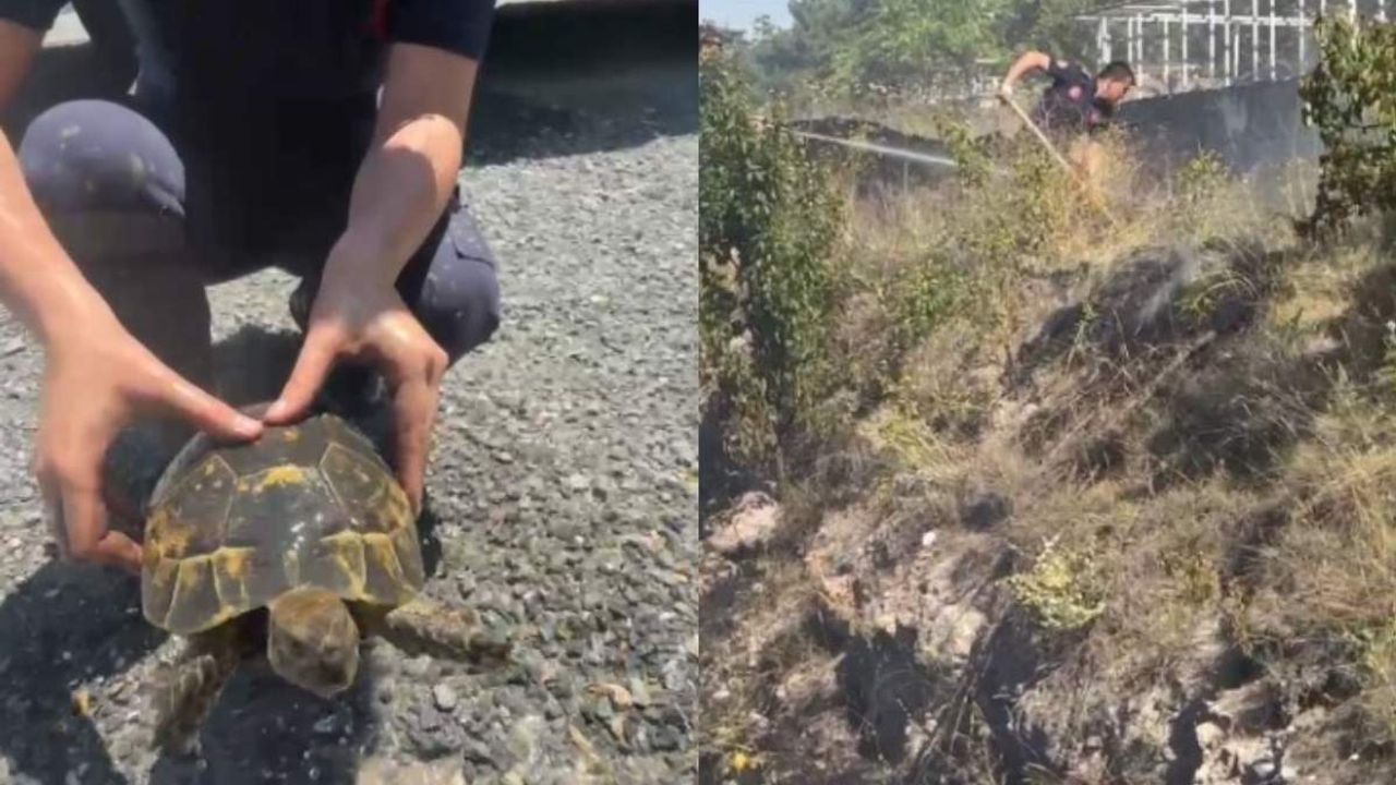Kayseri itfaiyesinden örnek hareket! Mahsur kalan kaplumbağayı kurtardı