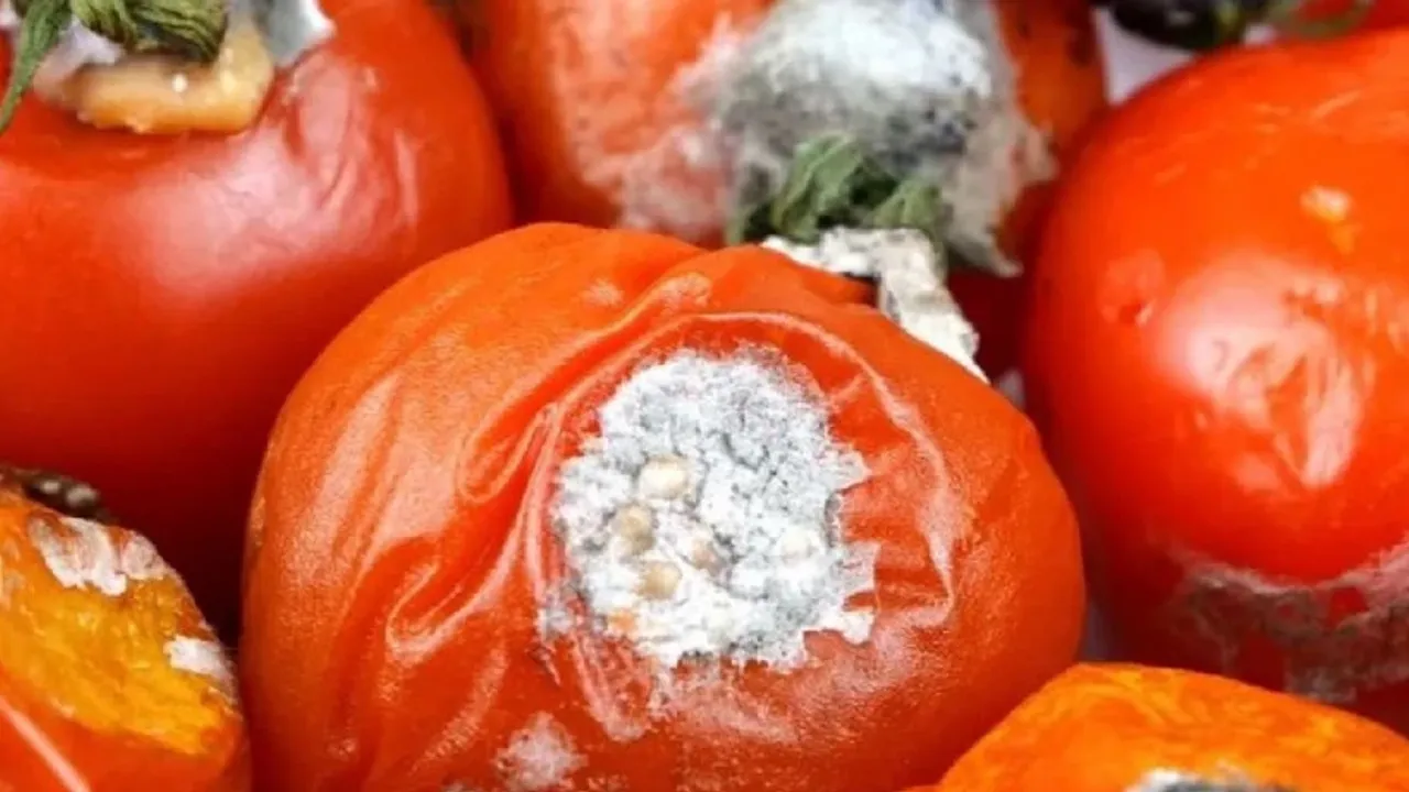 Çürümüş domatesin bu işe yaradığını duyanlar çok şaşıracak