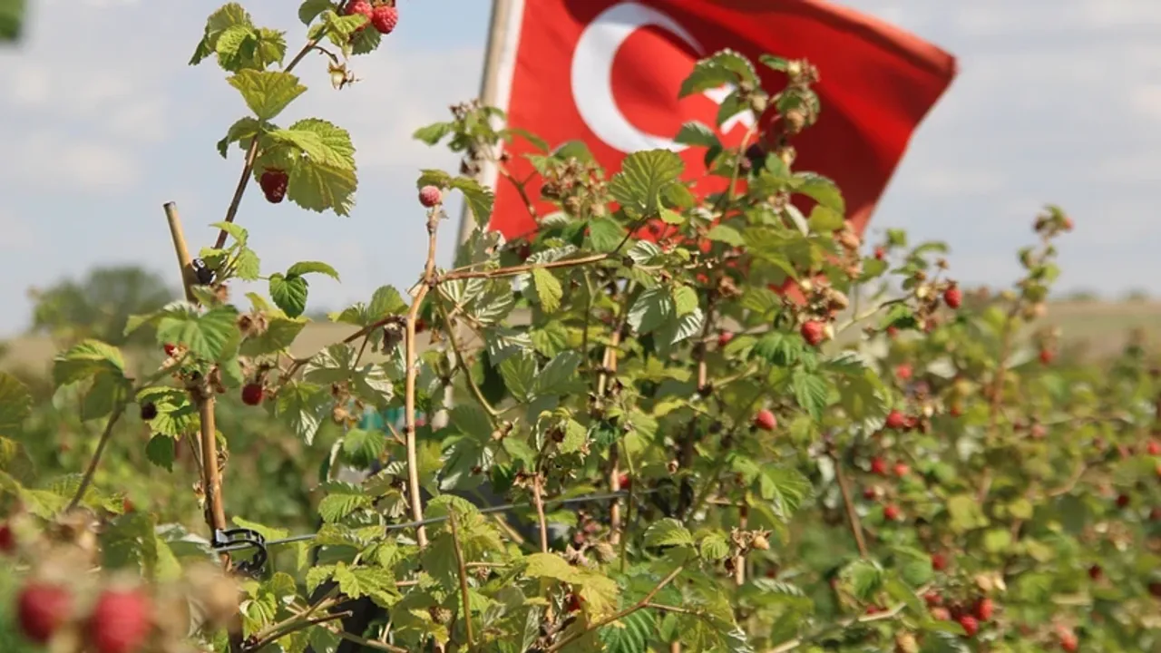 Bu meyve yetiştirenleri resmen zengin ediyor