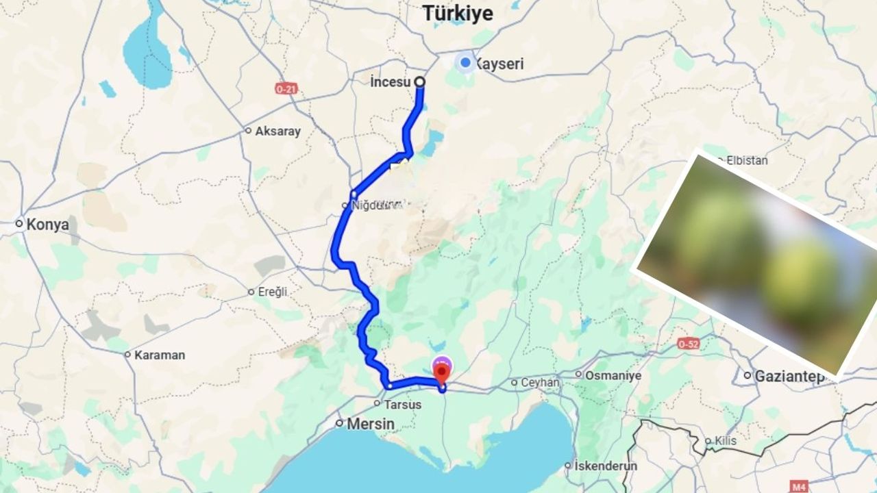 İncesu Adana’ya rakip çıktı! 13 kiloya kadar büyüyor
