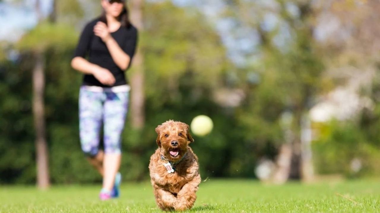 Köpeklerle Oyun Oynamak Kalp Sağlığını Destekliyor