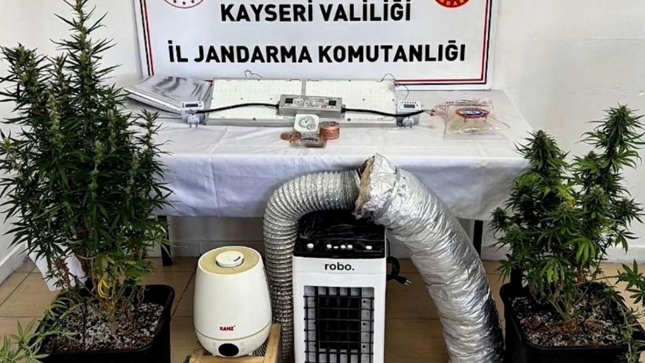 Kayseri’de evinde Kenevir yetiştiren şüpheliye gözaltı