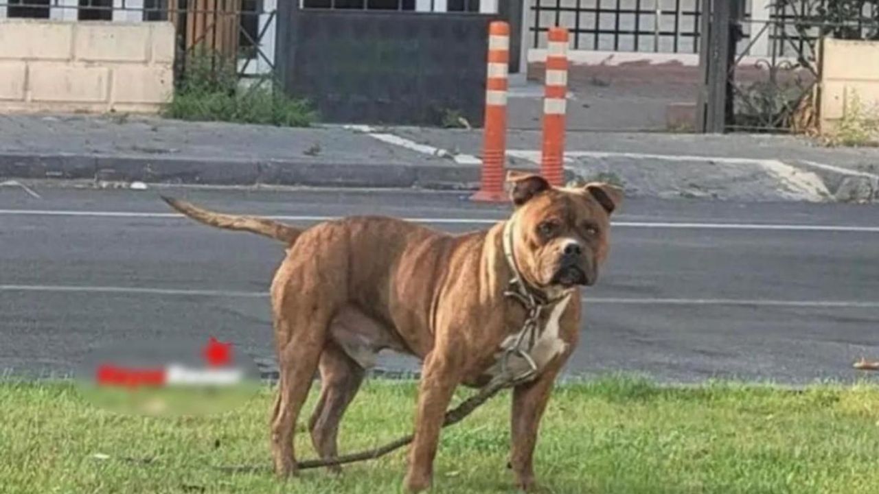 Kayseri’de Başıboş Pitbull Köpeği Barınağa Sevk Edildi
