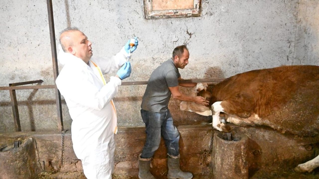 Aşılama çalışmalarıyla hayvan sağlığı güvence altında
