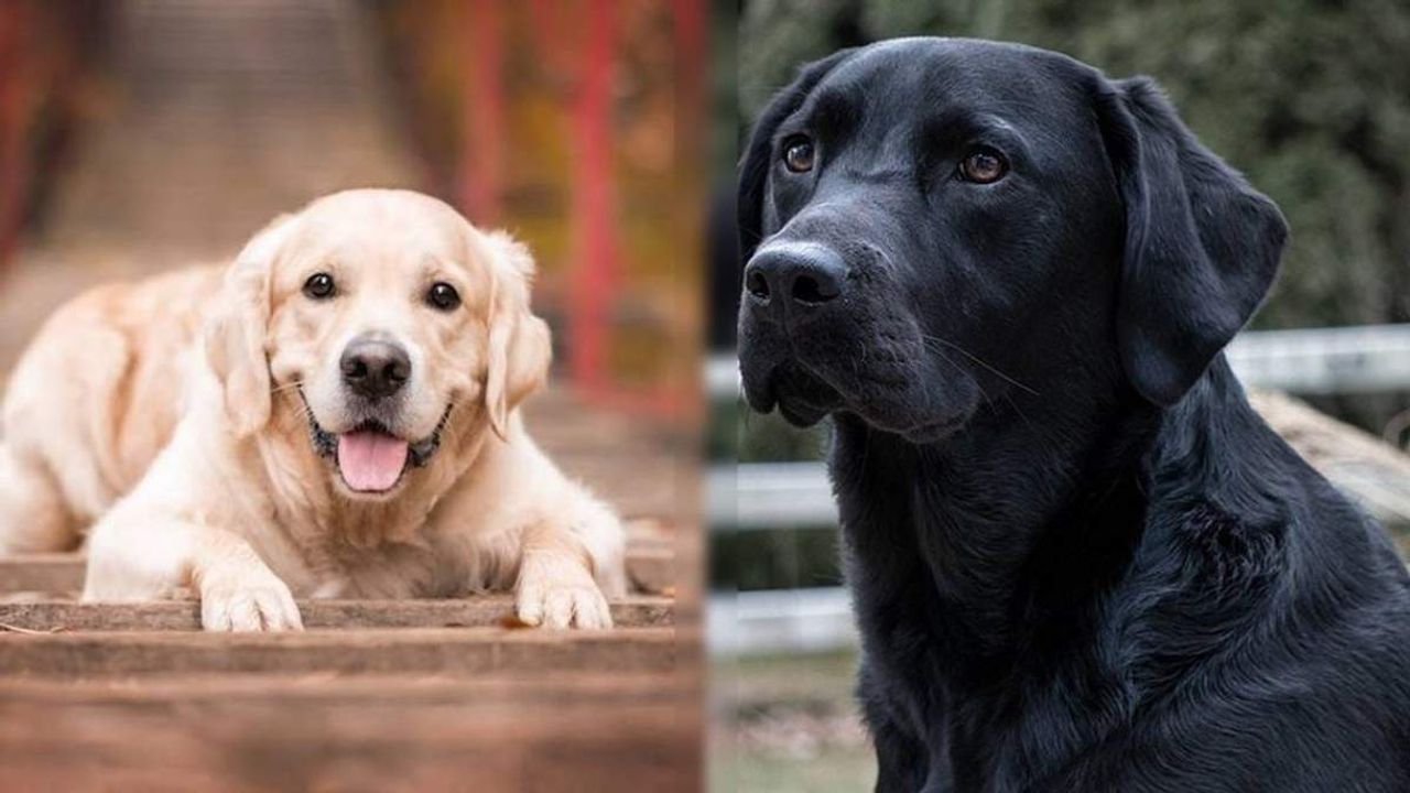 Köpeklerin koklayarak bulduğu o hastalık!