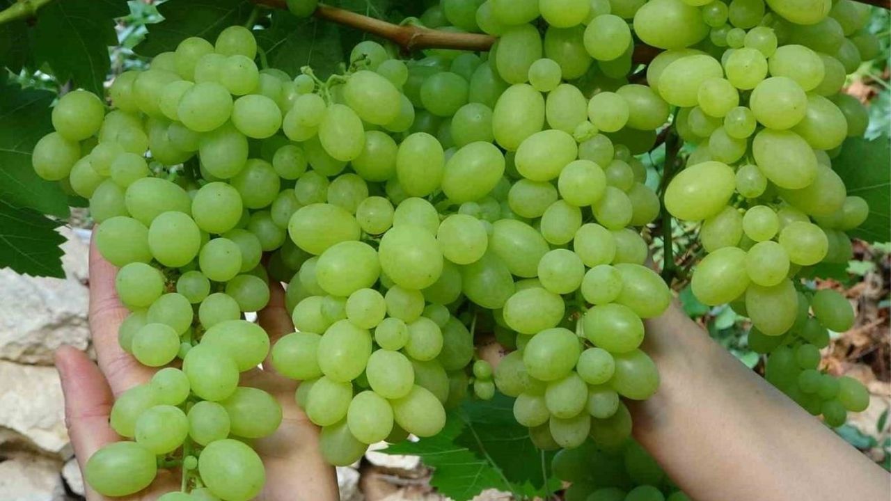 Kalpten cilde, bağışıklıktan sindirime: Üzümün mucizevi etkileri