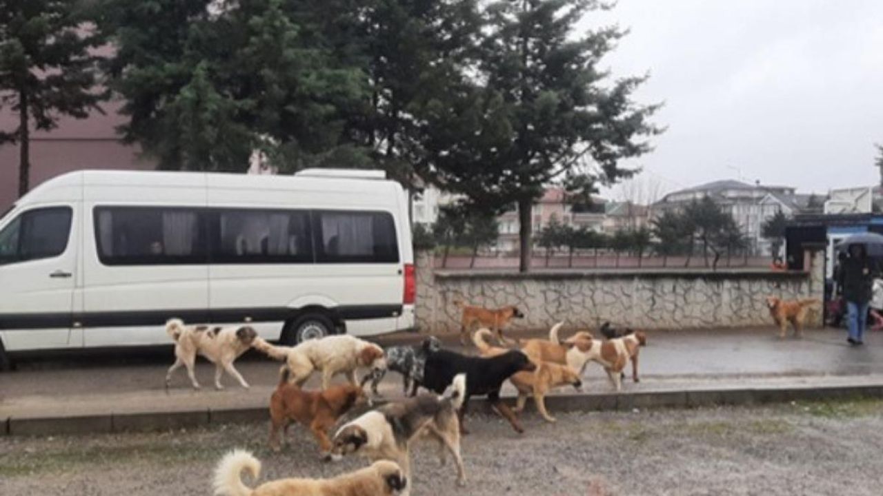 Kayseri’de sokak köpekleri korku saçıyor! Mahalle sakinleri tedirgin oldu
