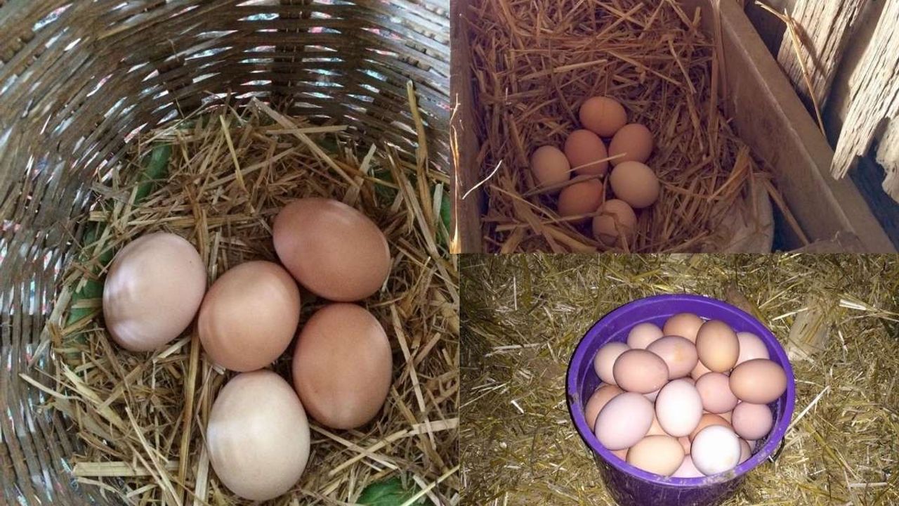 Günde kaç yumurta yemeniz gerek: Uzmanlar açıkladı