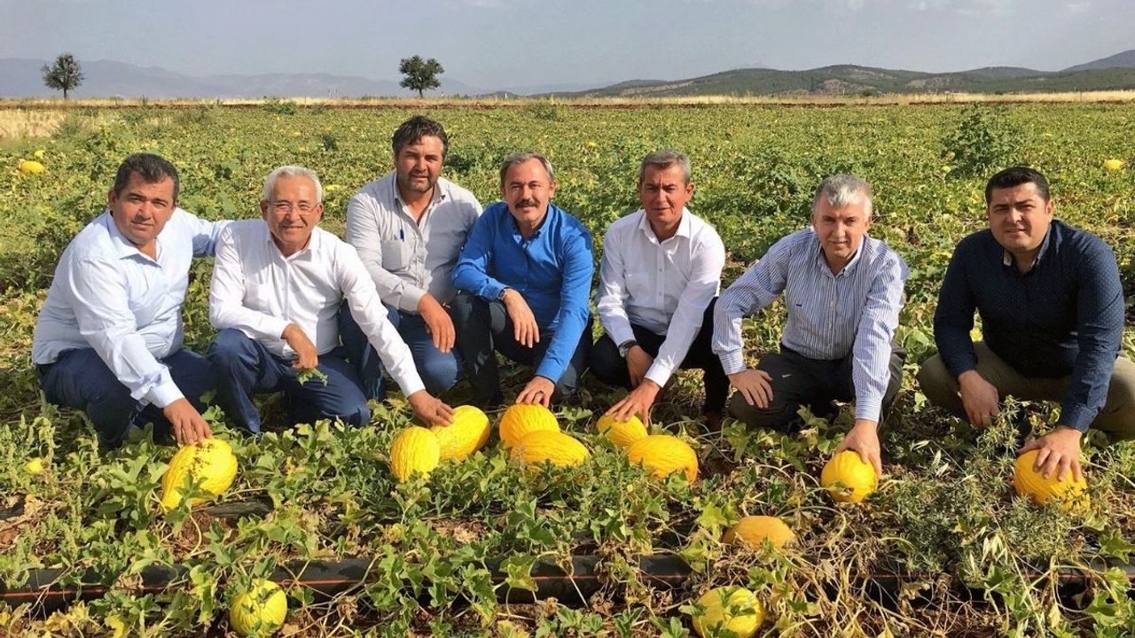 Acıpayam kavunu dünya pazarına hazırlanıyor!
