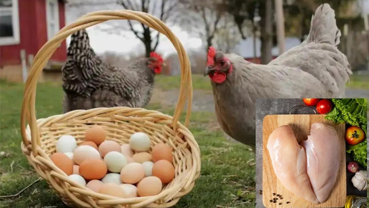 Tavuk eti arttıkça yumurtası azalıyor!