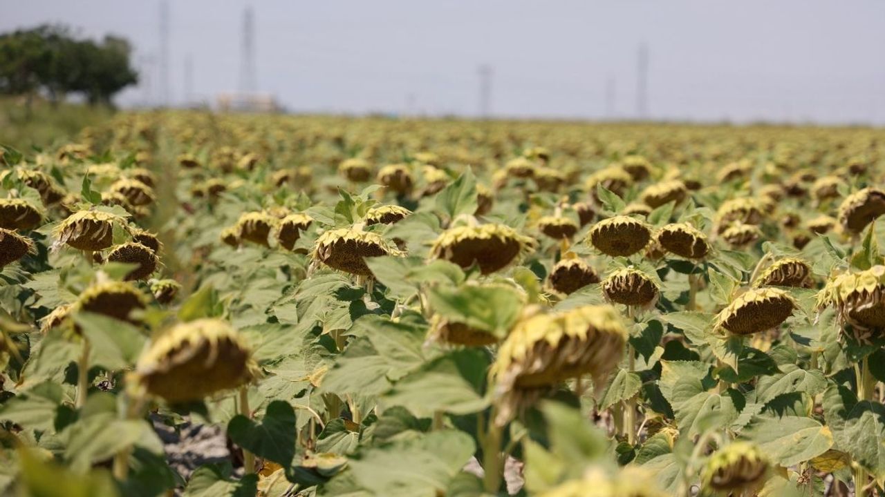 Kocasinan'da icraya düşen alan bu nedenle ucuza mahkemeden satılacak