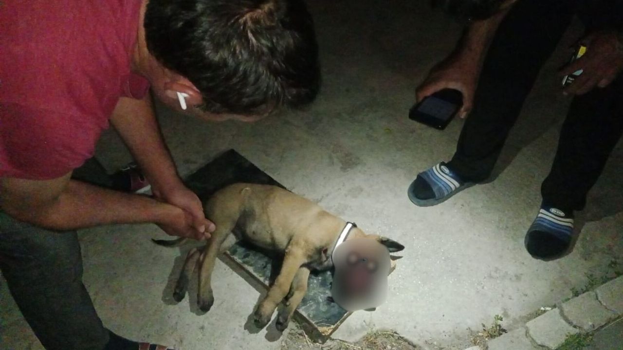 Kayseri’de 3. kattan düşen, yavru köpek yaşam mücadelesi veriyor