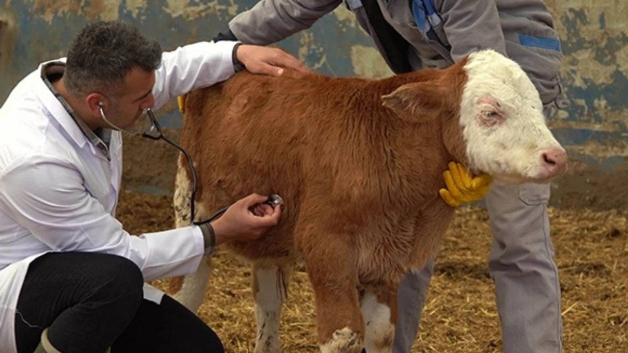 Şap hastalığının ardından Adana’da “üçgün hastalığı” alarmı