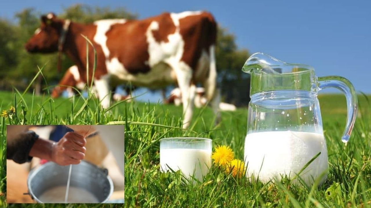 Süt üretimindeki veriler herkesi şaşırttı!