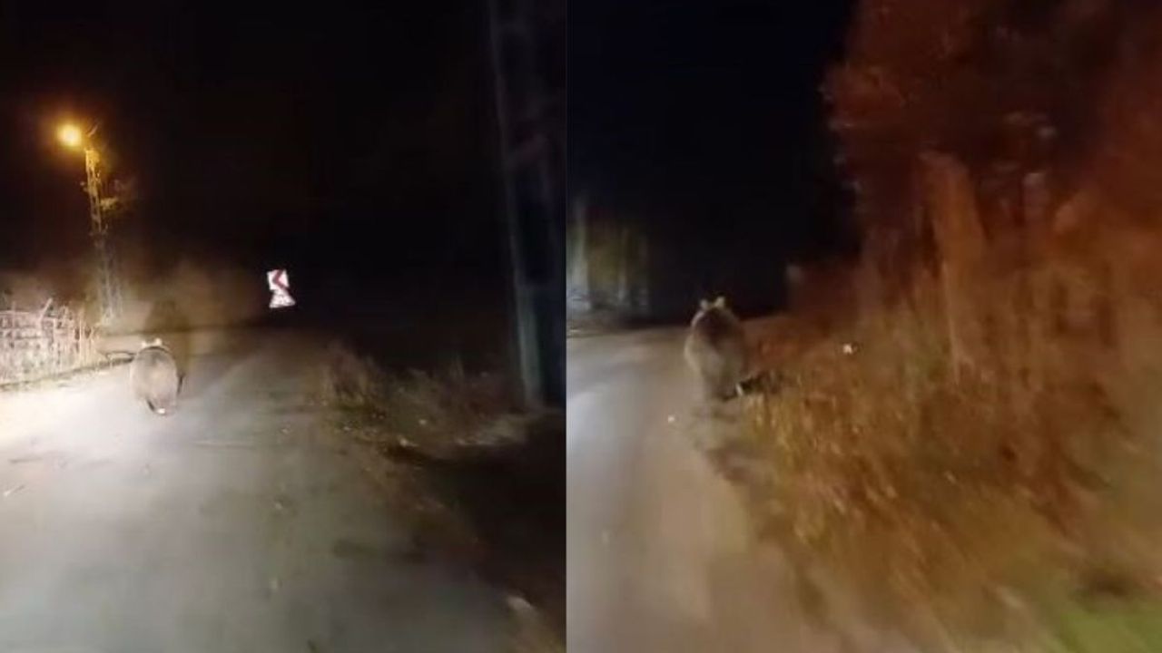 “Koca Oğlan” Dediği köpek değil ayıymış!