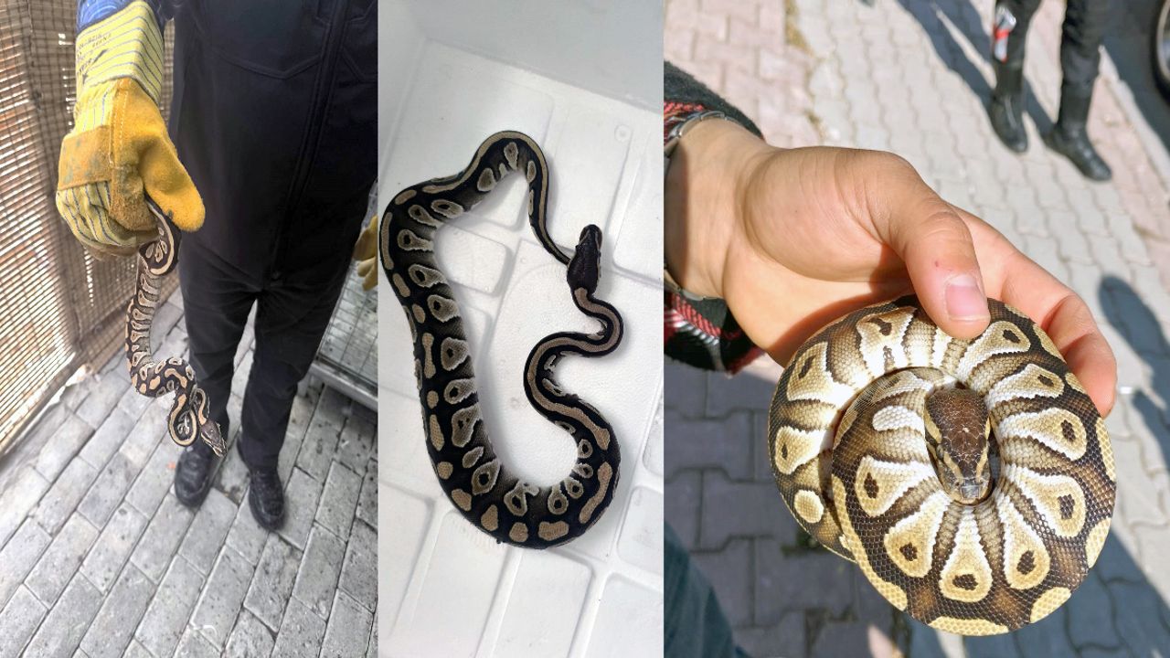 Cebinden yavru piton çıktı! Konya’da şaşırtan asayiş denetimi