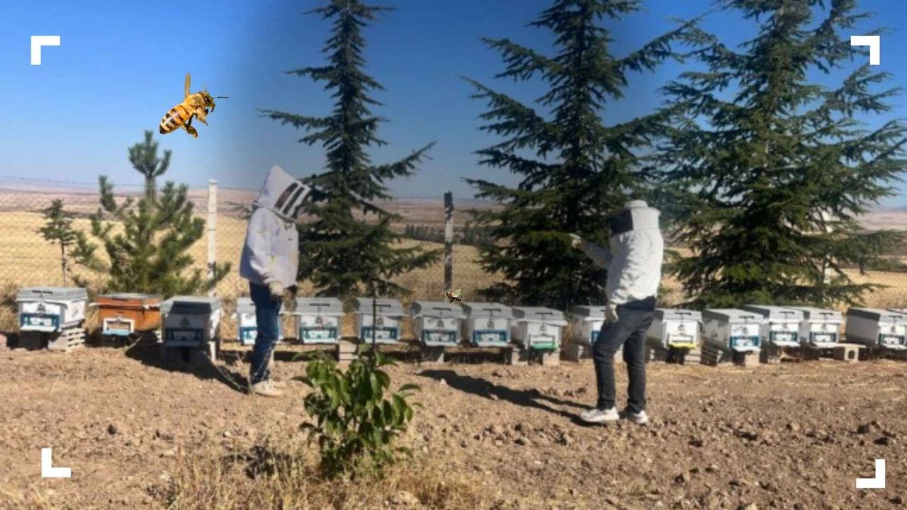 Felahiye’de arılı kovan tespit çalışması sürüyor