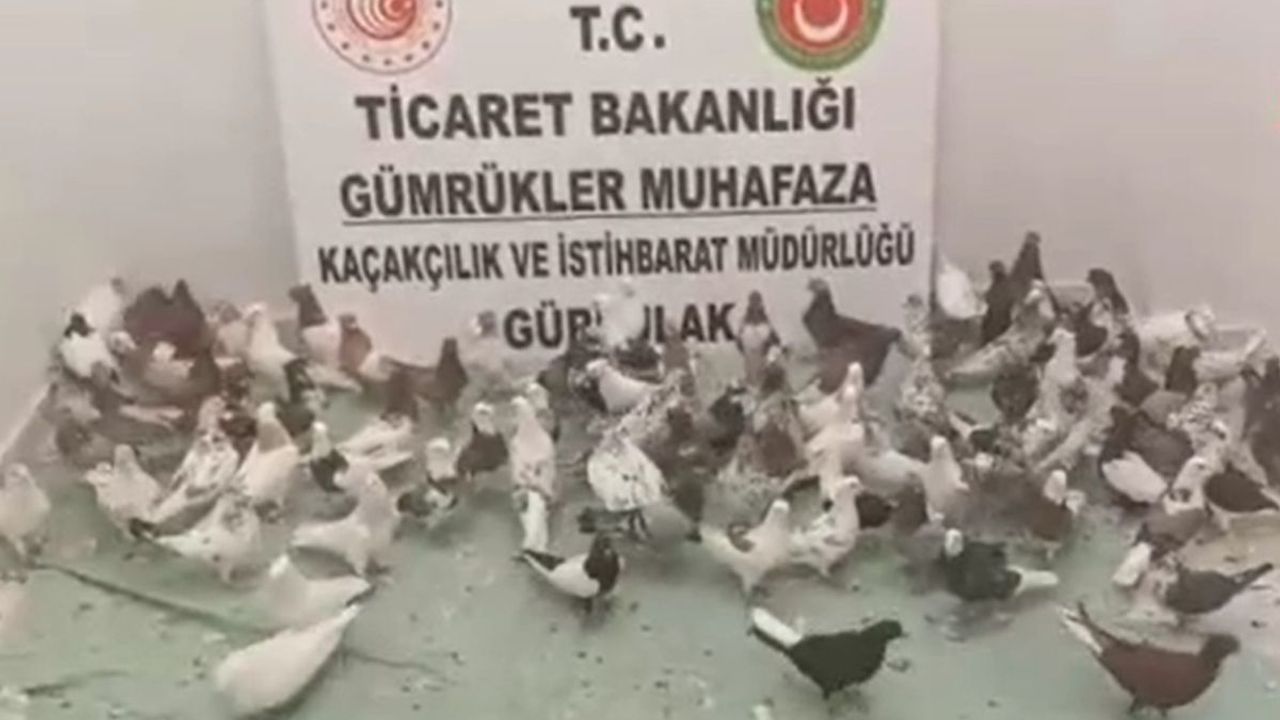 Kaçak güvercin operasyonu! Gürbulak’ta 85 “cancan” ele geçirildi
