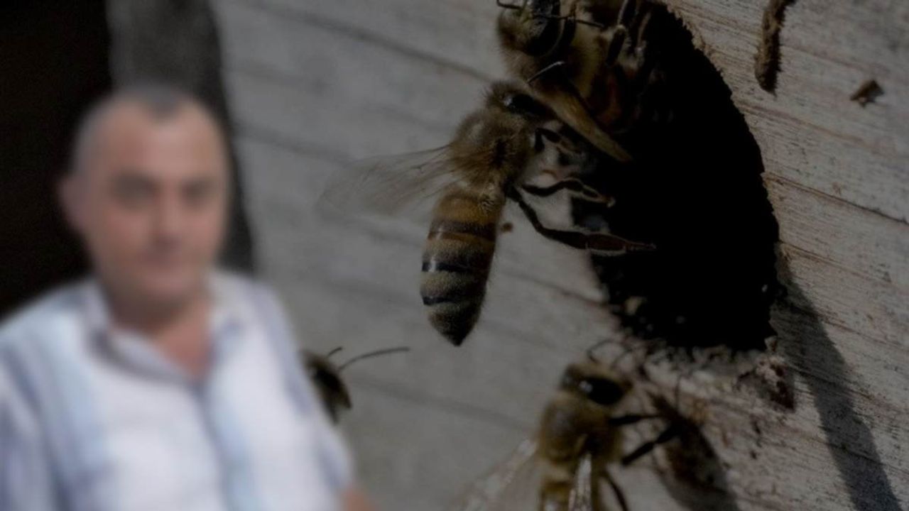 Arı sokması can aldı: Genç adam kurtarılamadı