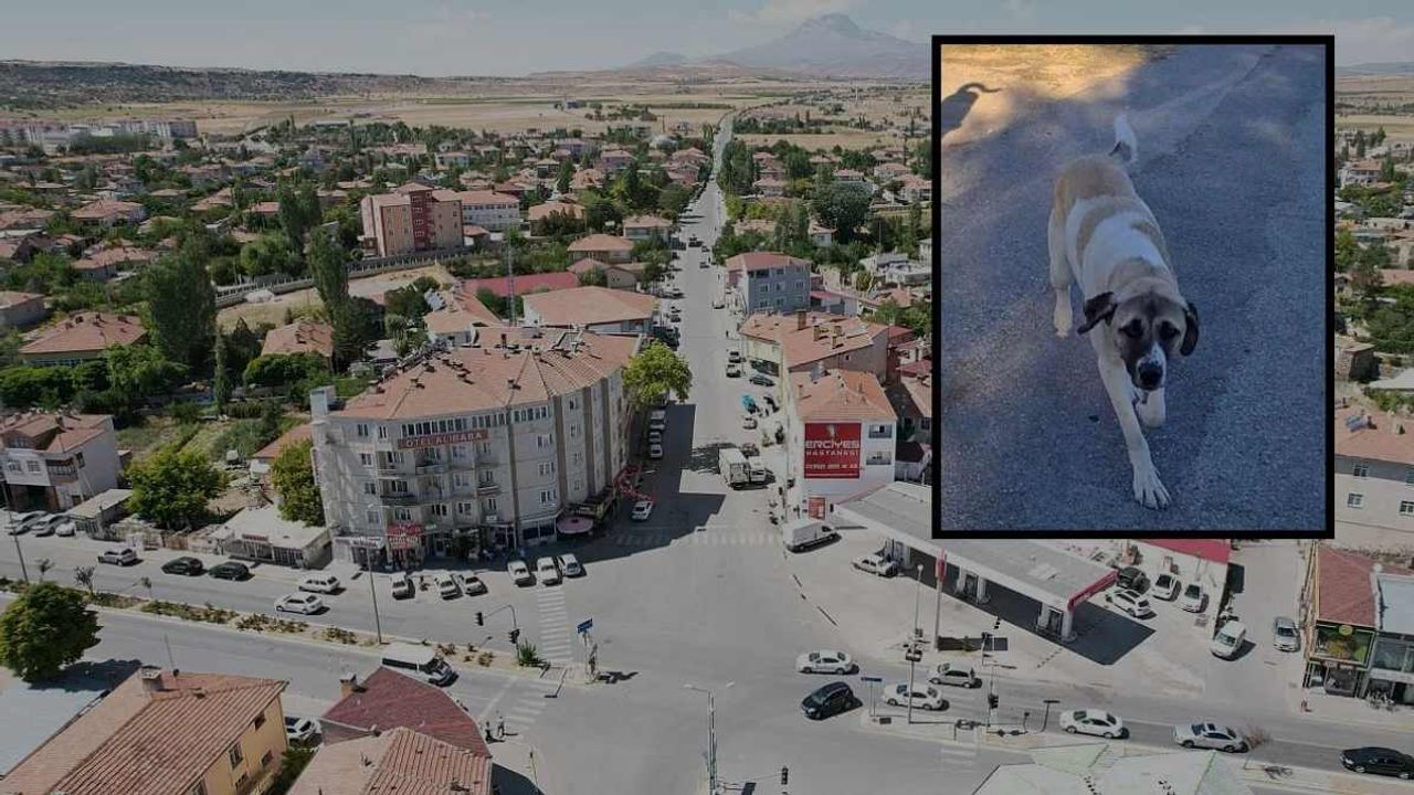 Kayseri Tomarza'da kaybolan köpeği bulana ödül verilecek!