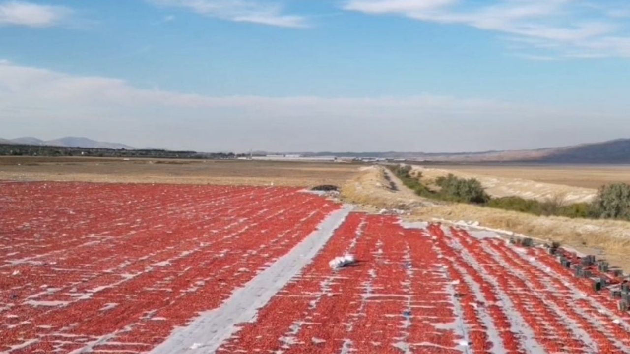 Kayseri'nin ihracat gururu: Yeşilhisar domatesleri 9 ülkeye gönderiliyor