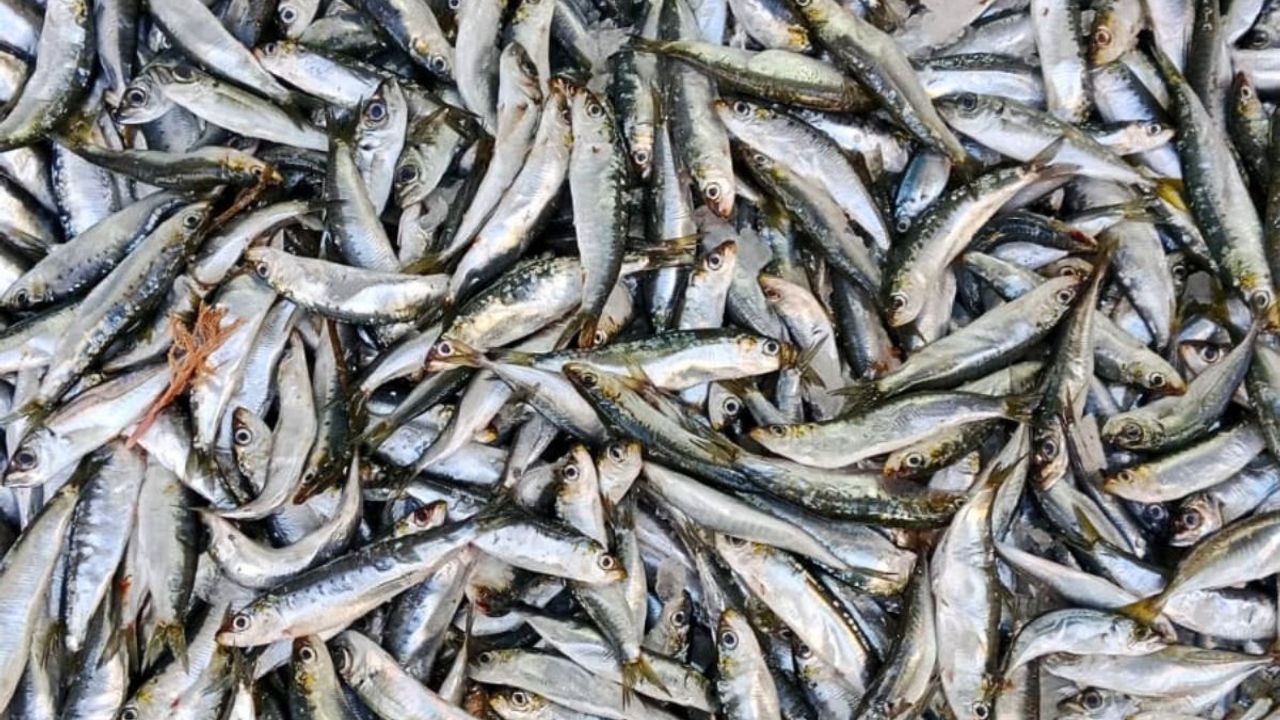 Kayserililerin en çok tükettiği balık olan Hamsi azalıyor