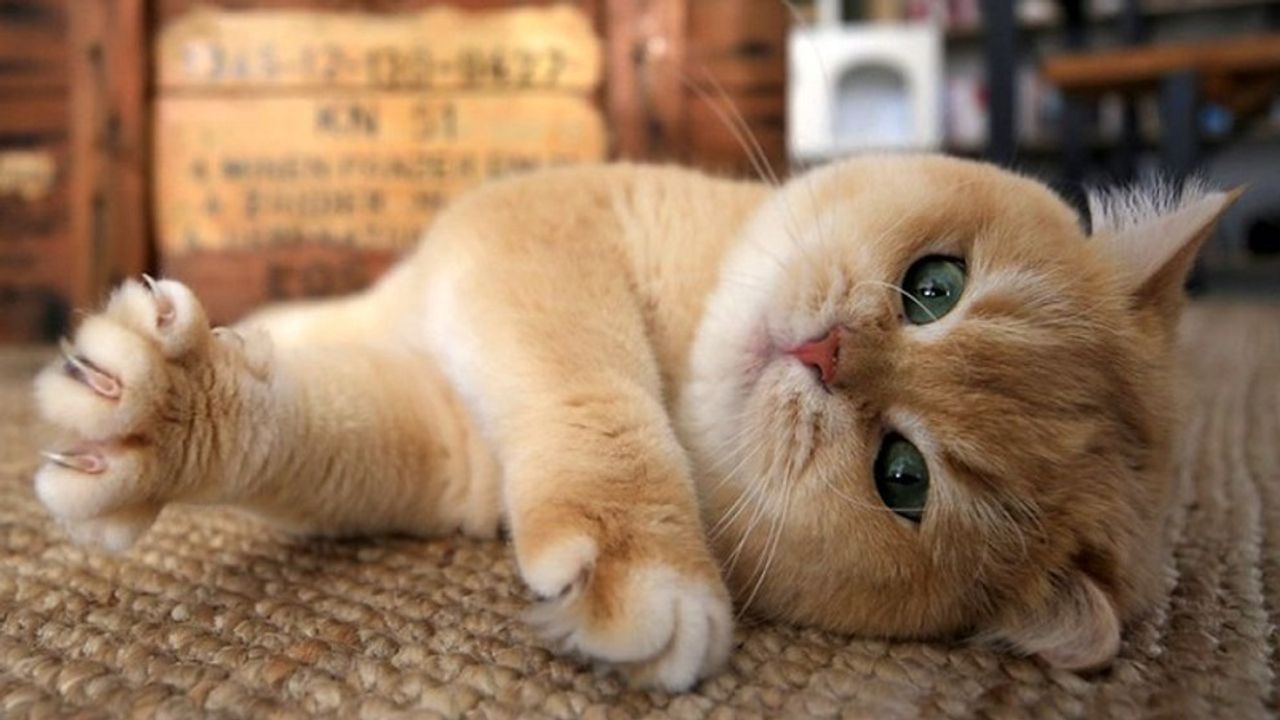 Kedi sahipleri bu belirtiye dikkat: Ciddi bir hastalık olabilir