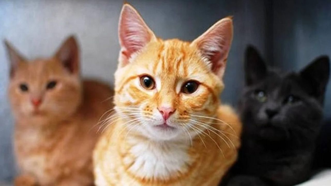 Kedi sahiplerine önemli uyarı: Bu 3 şeye dikkat etmeniz gerek