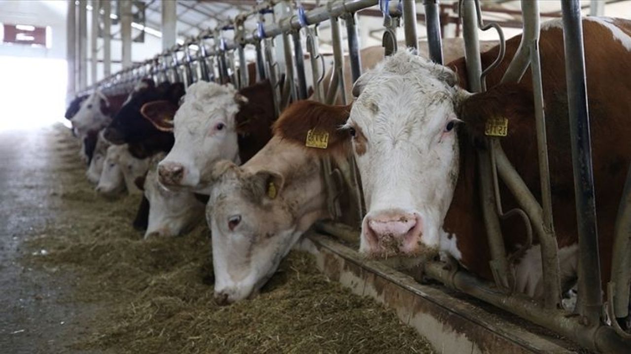 Bakanlıktan besicilere milyar liralık destek! Kimler faydalanacak?